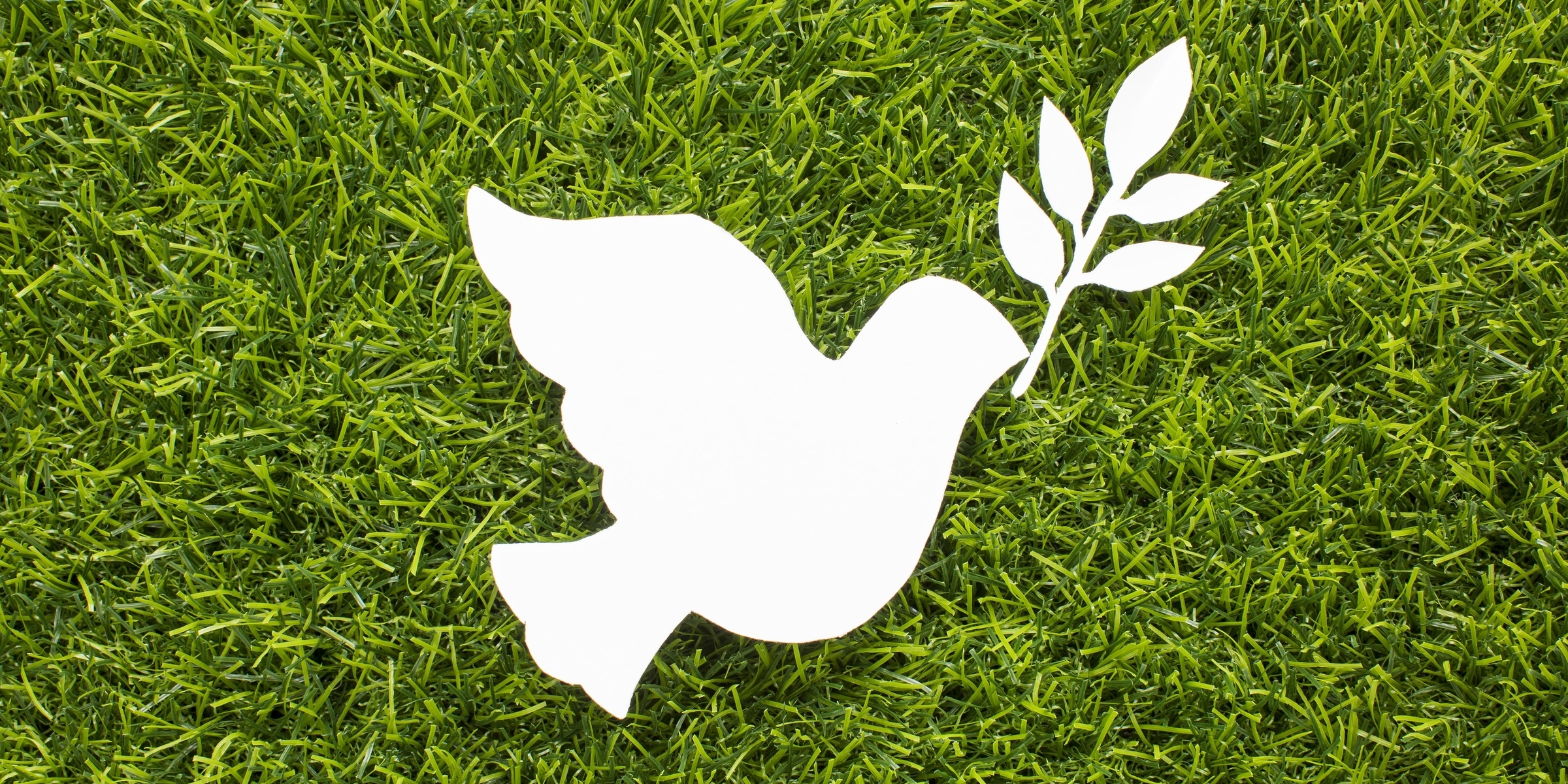 dove peace grass image